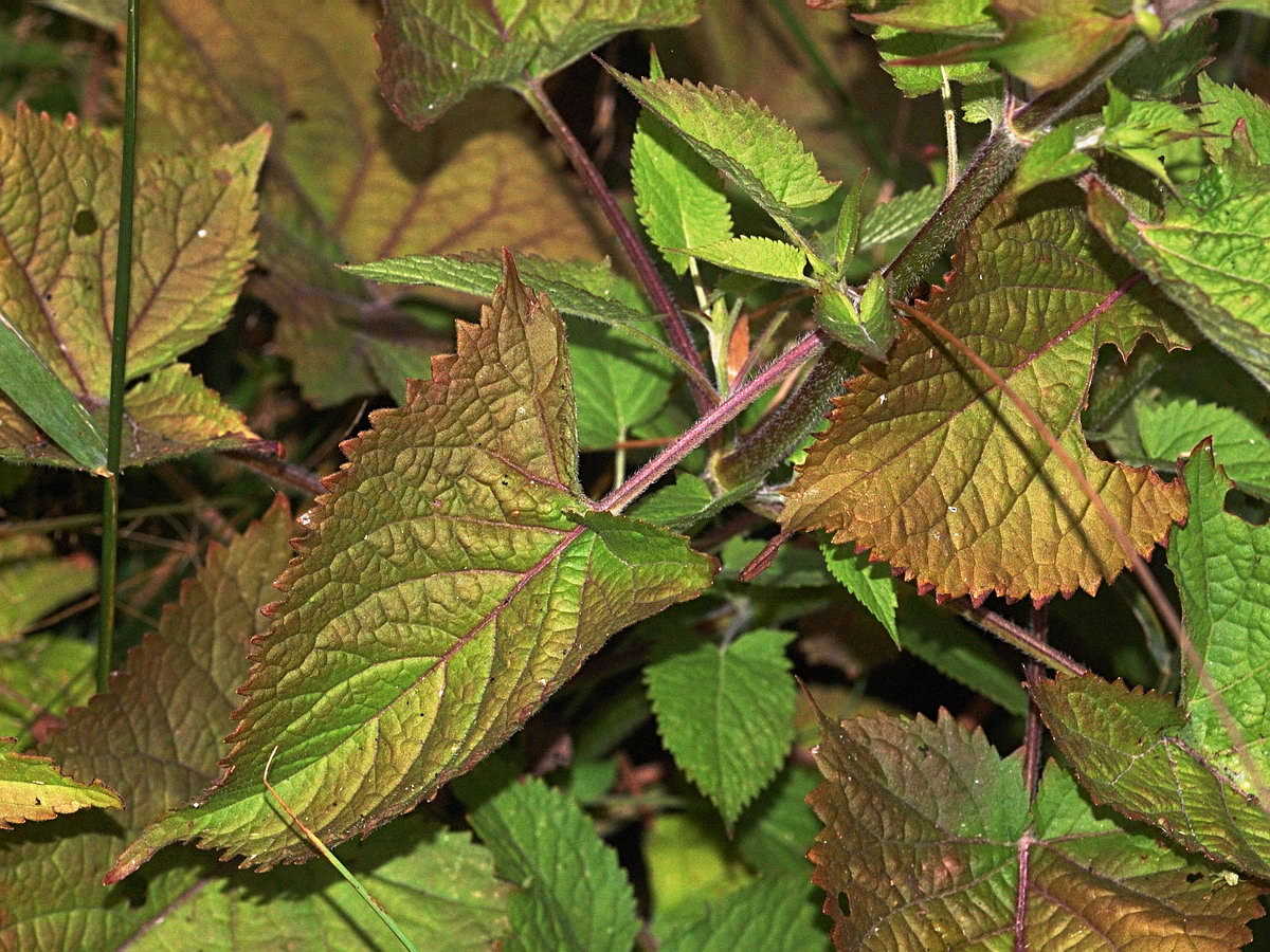 Image of Salvia glutinosa specimen.