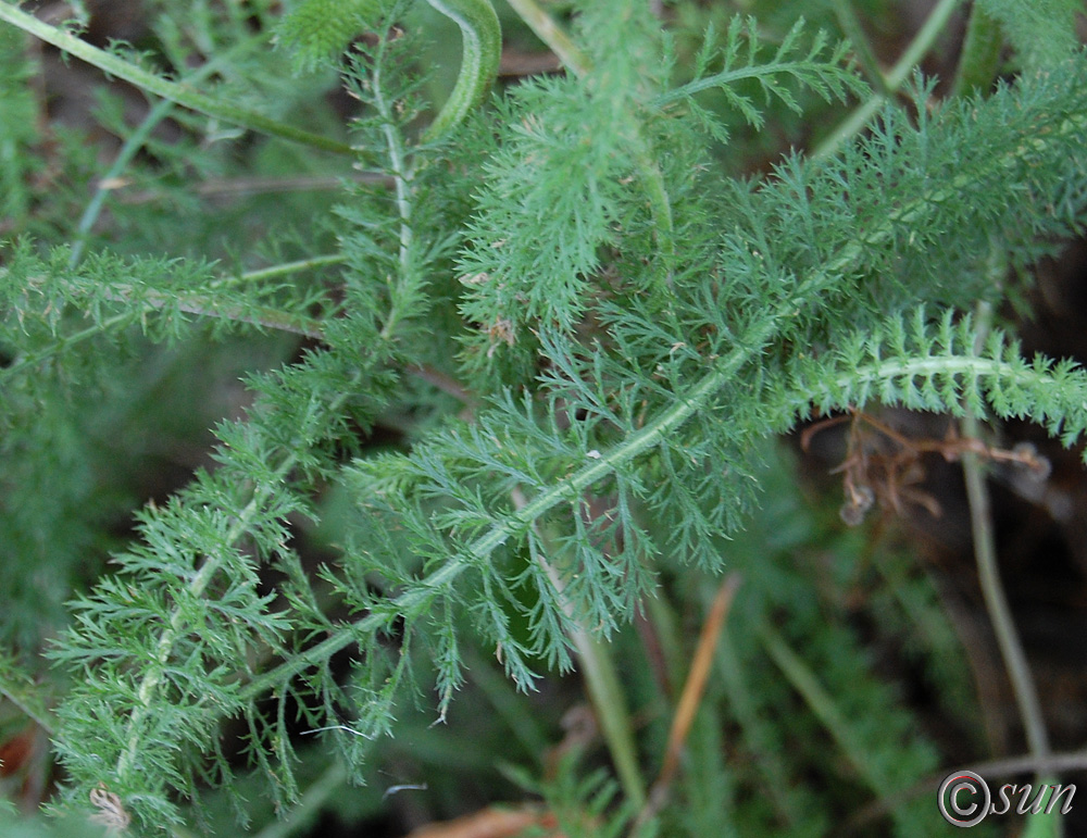 Image of Achillea millefolium specimen.
