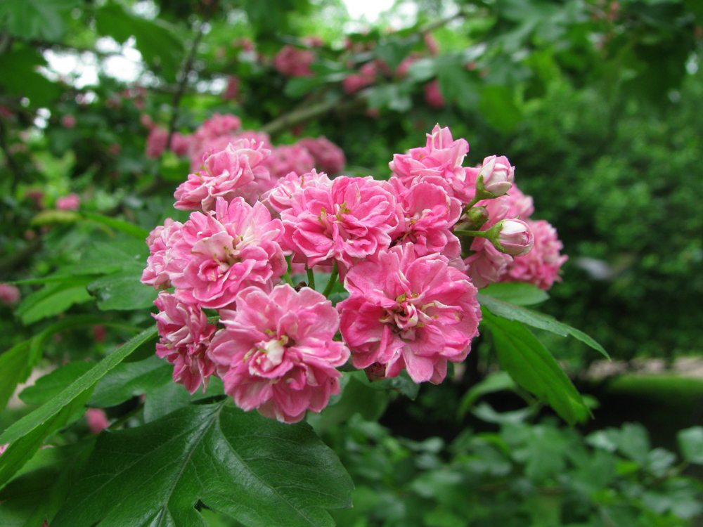 Image of Crataegus &times; media specimen.