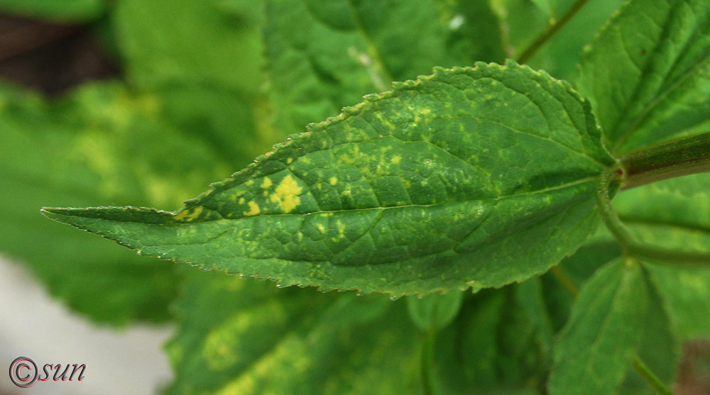 Image of Campanula rapunculoides specimen.