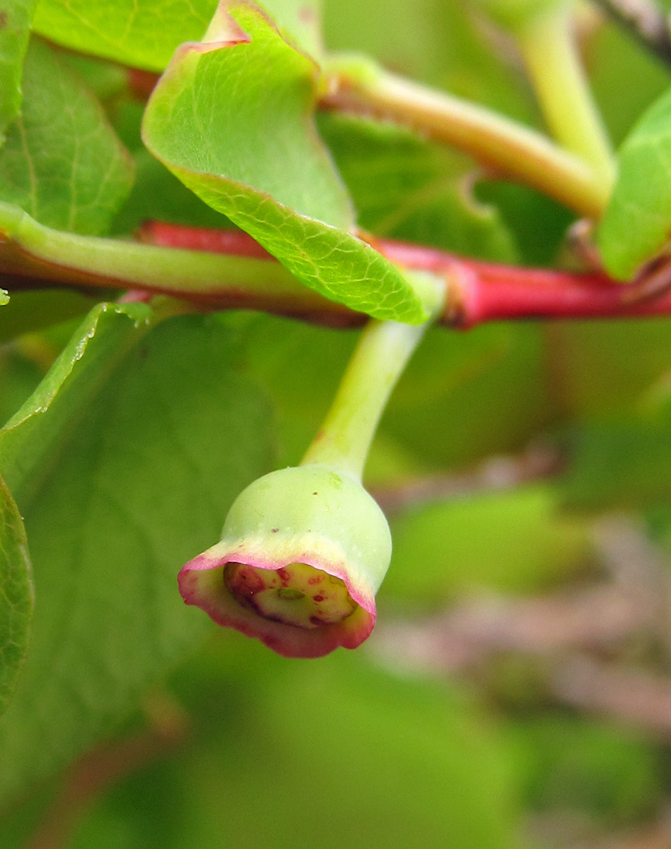 Image of Vaccinium ovalifolium specimen.