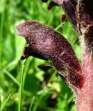 Orobanche gamosepala