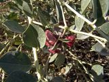 Capparis herbacea