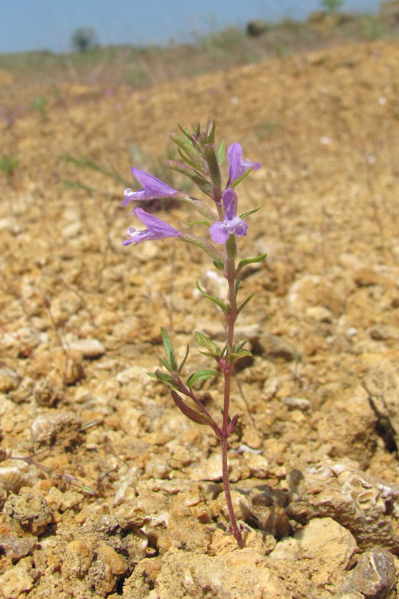 Image of Ziziphora taurica specimen.