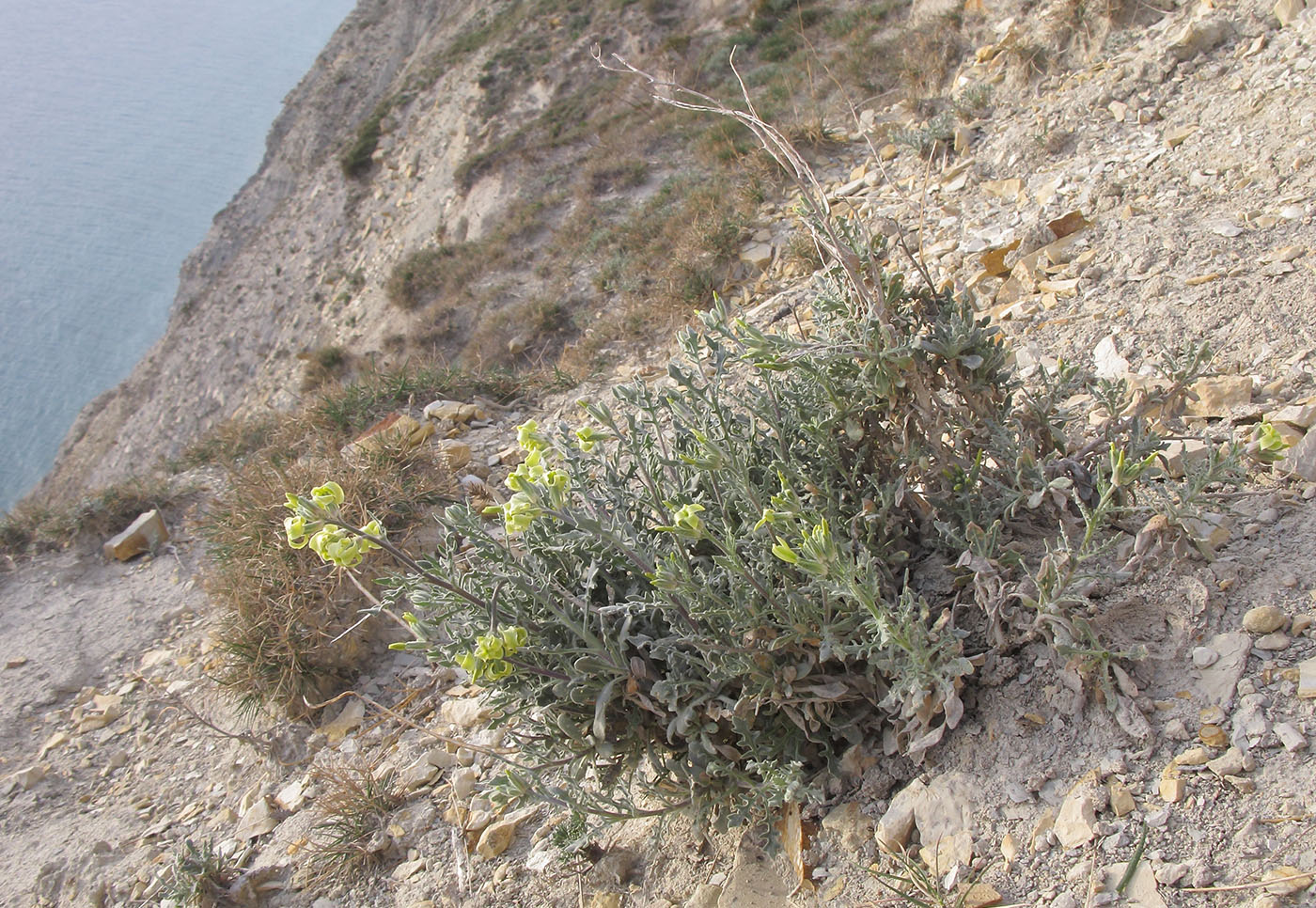 Image of Matthiola odoratissima specimen.