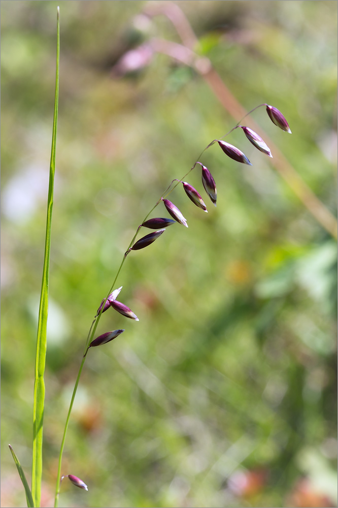 Image of Melica nutans specimen.