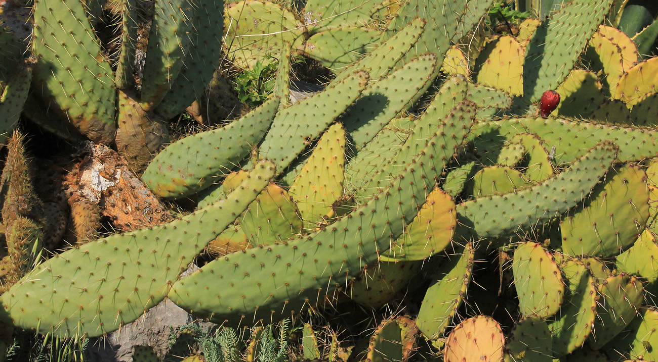 Image of Opuntia engelmannii var. linguiformis specimen.