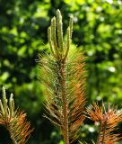 Pinus sylvestris