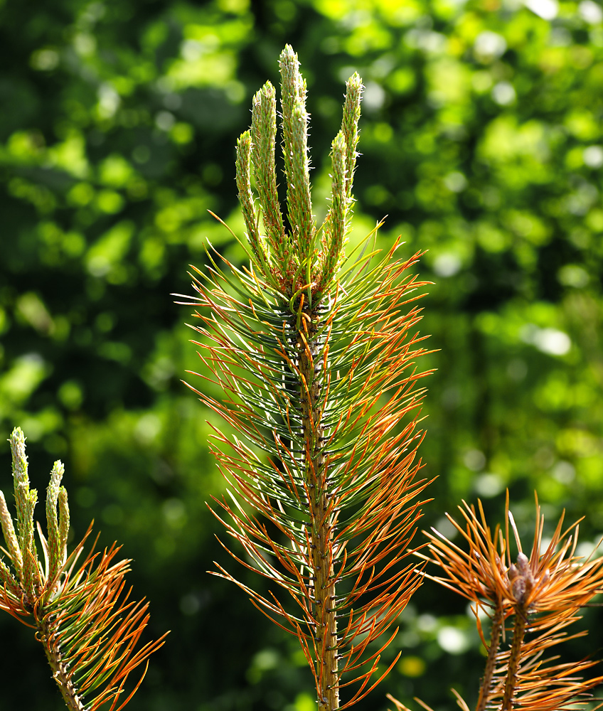 Изображение особи Pinus sylvestris.