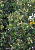 Hernandia nymphaeifolia. Ветви с плодами. Андаманские острова, остров Хейвлок, прибрежный лес. 30.12.2014.