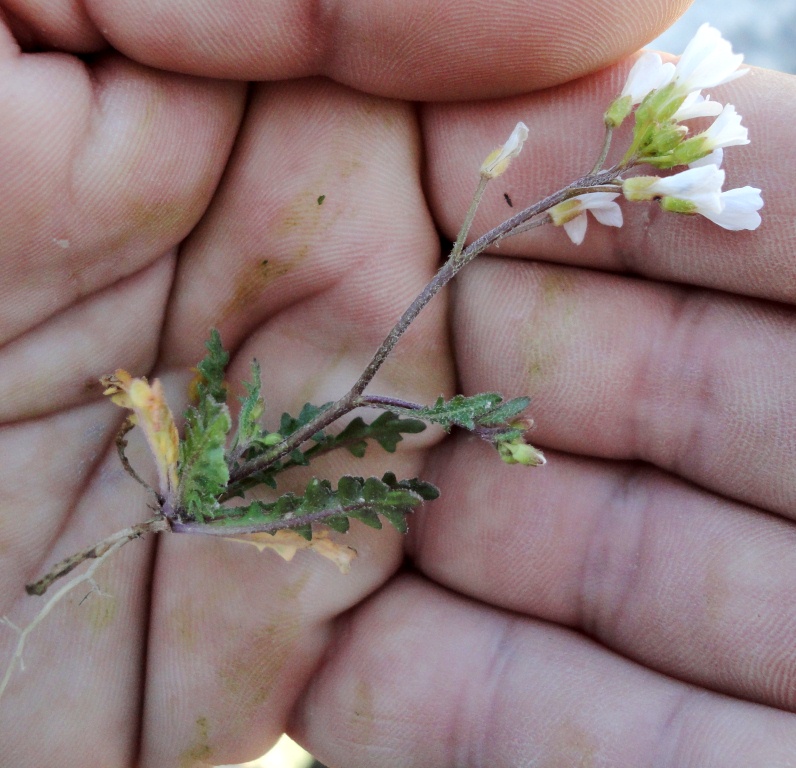 Image of familia Brassicaceae specimen.