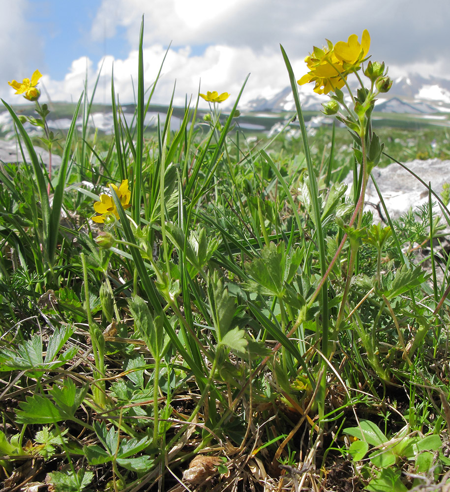 Image of Potentilla crantzii specimen.