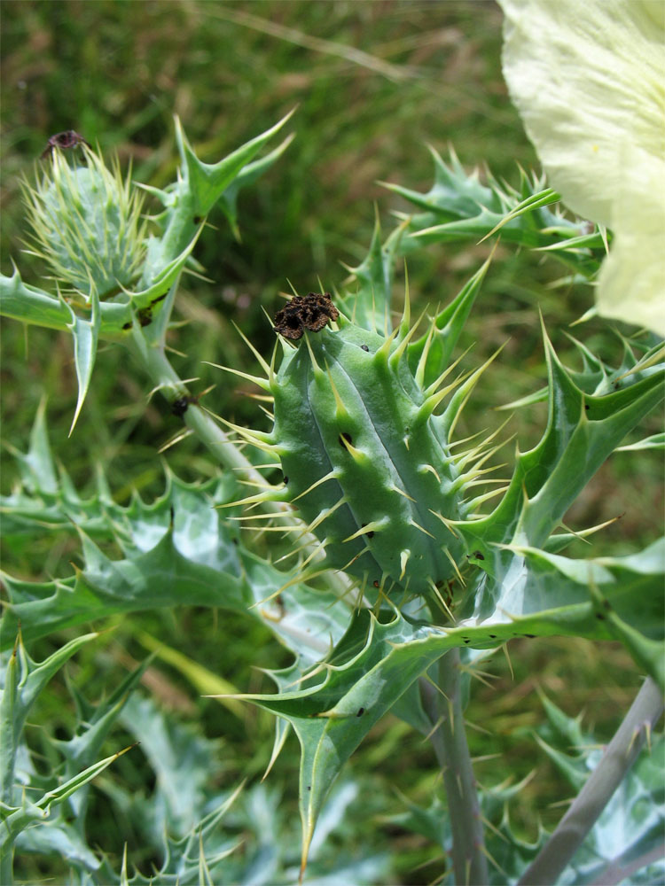 Изображение особи Argemone ochroleuca.