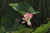 Nelumbo nucifera