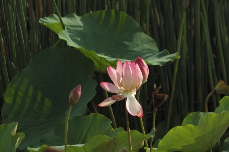 Image of Nelumbo nucifera specimen.