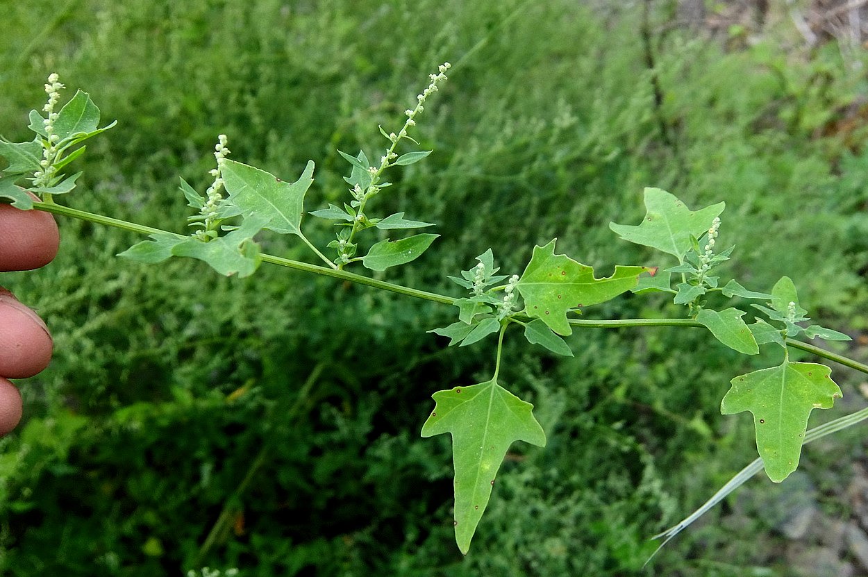 Image of Chenopodium bryoniifolium specimen.