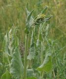 Ligularia songarica