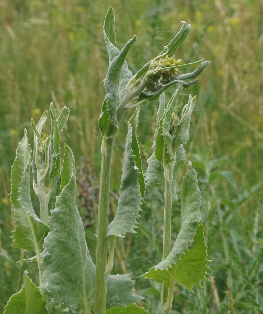 Image of Ligularia songarica specimen.