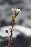 Cochlearia arctica