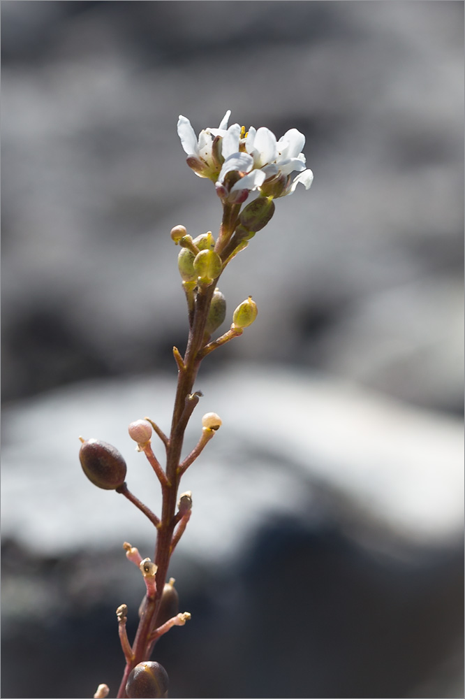 Изображение особи Cochlearia arctica.