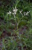 Aconogonon alpinum