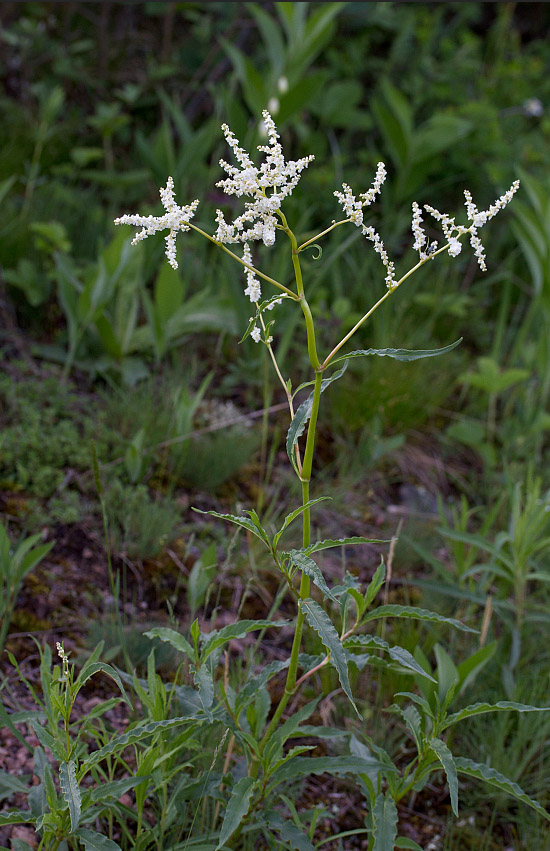 Изображение особи Aconogonon alpinum.