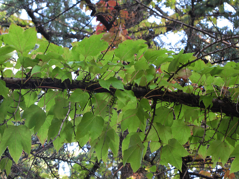 Image of Parthenocissus tricuspidata specimen.