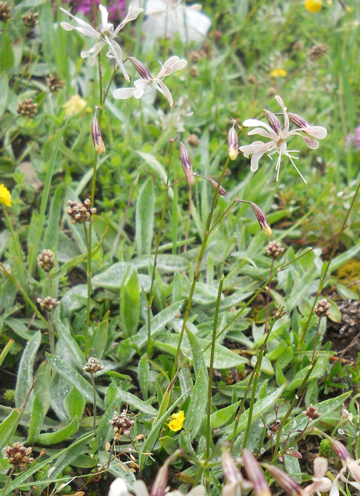 Изображение особи Silene saxatilis.