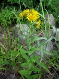 Inula aspera