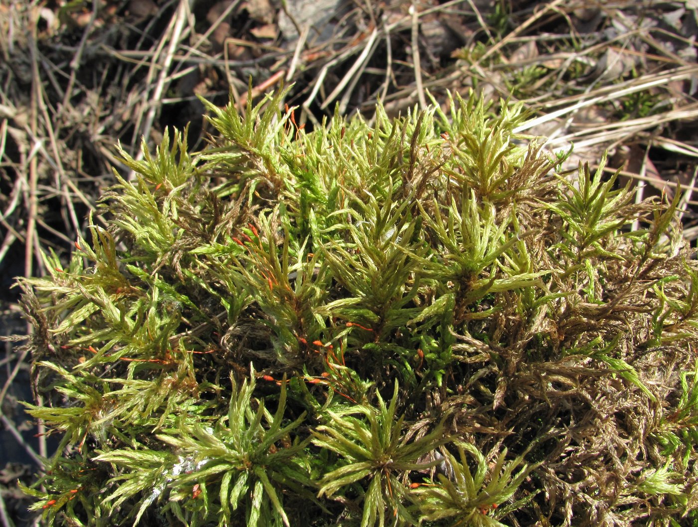 Image of Climacium dendroides specimen.