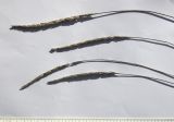 Phleum montanum