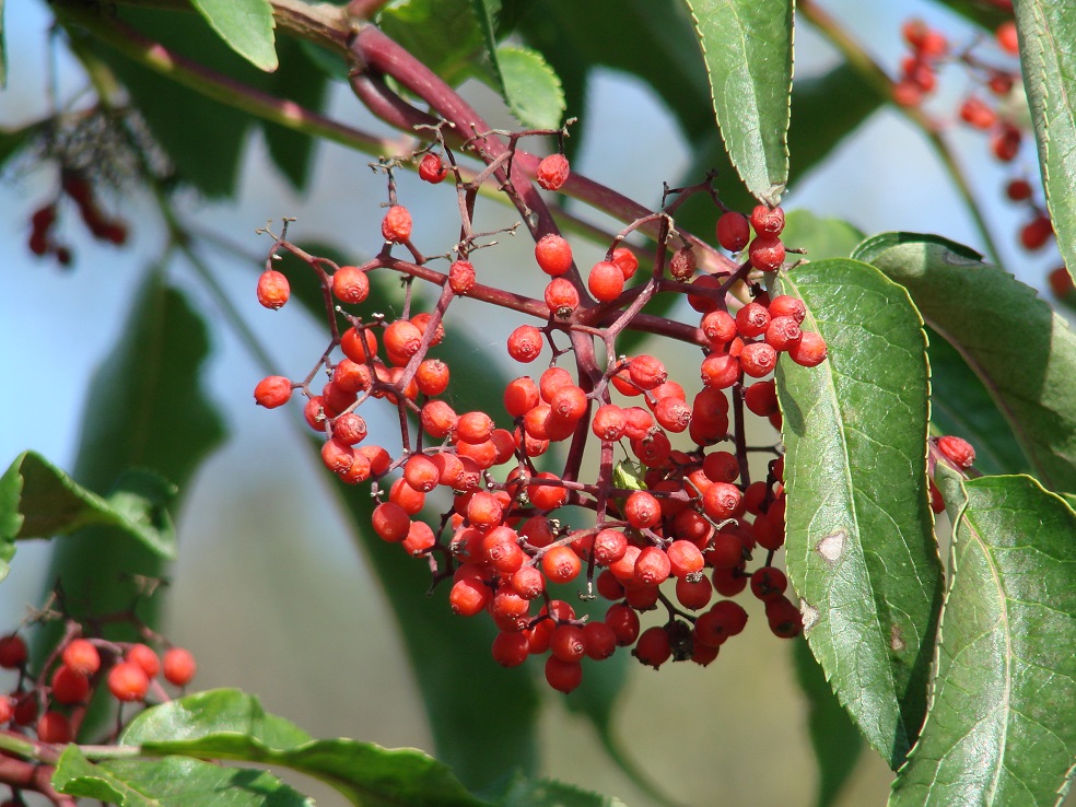 Image of Sambucus sibirica specimen.