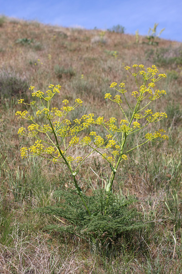 Изображение особи Ferula tenuisecta.