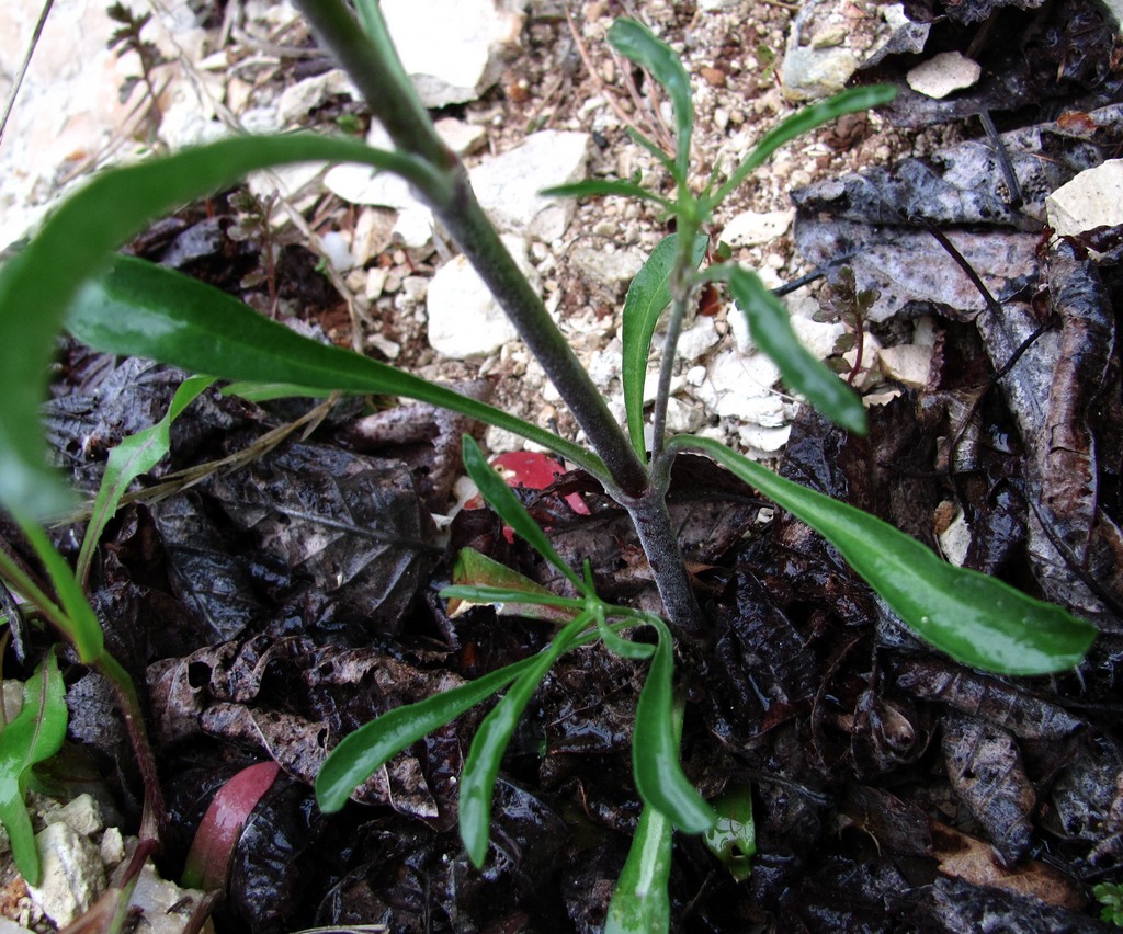 Image of Silene polaris specimen.