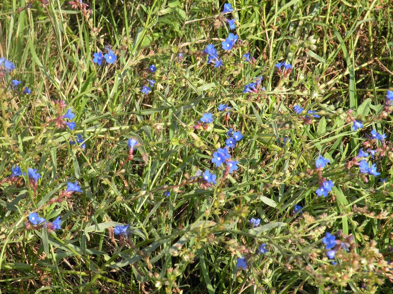 Изображение особи Anchusa gmelinii.