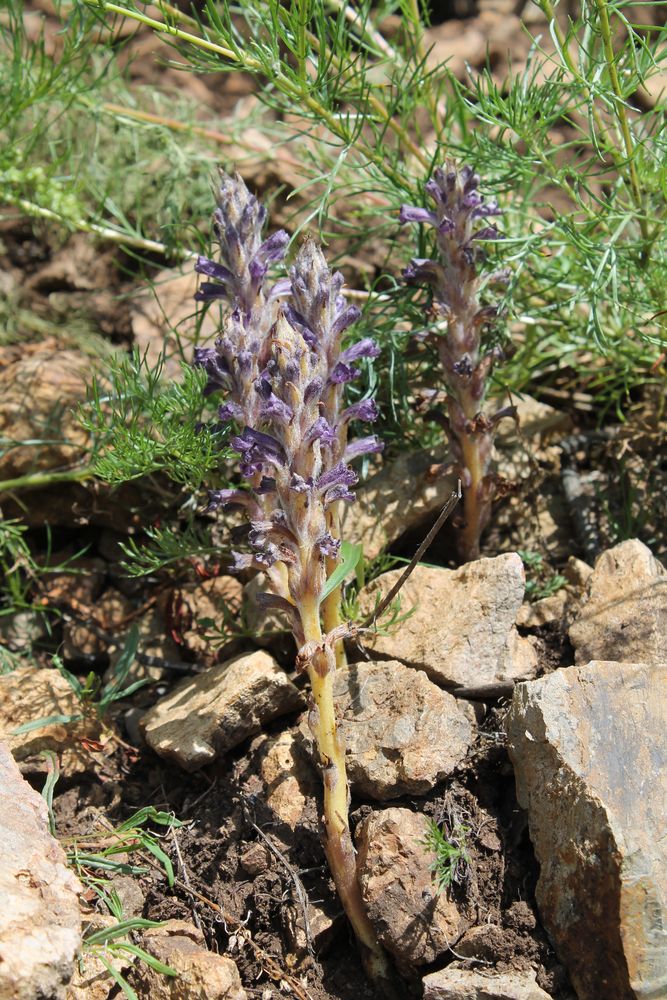 Изображение особи Orobanche amurensis.