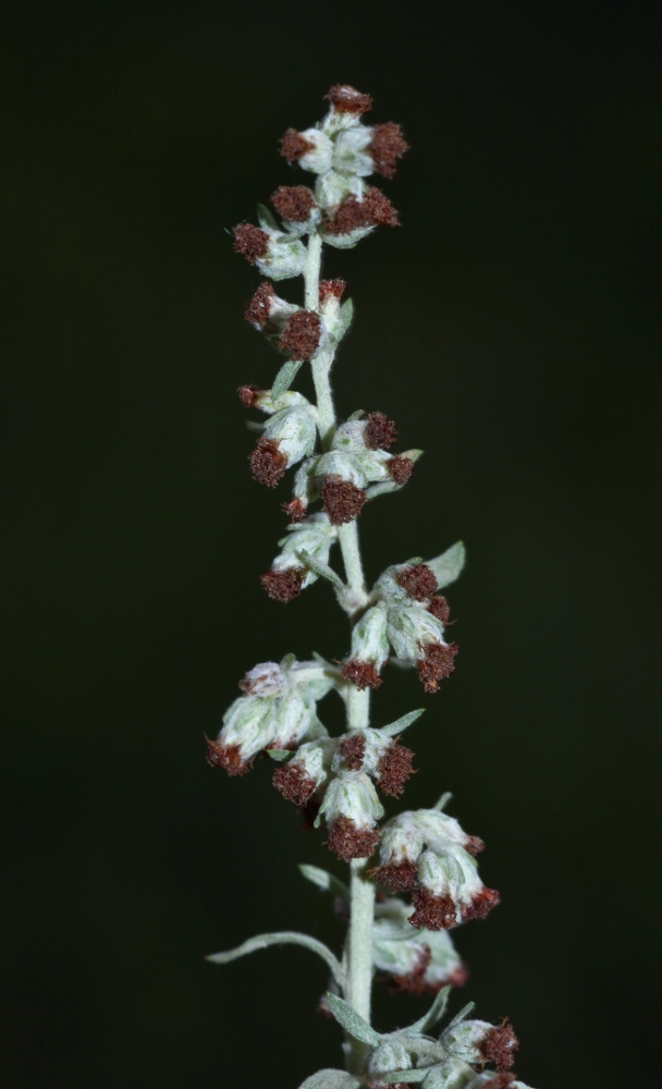 Image of Artemisia argyi specimen.