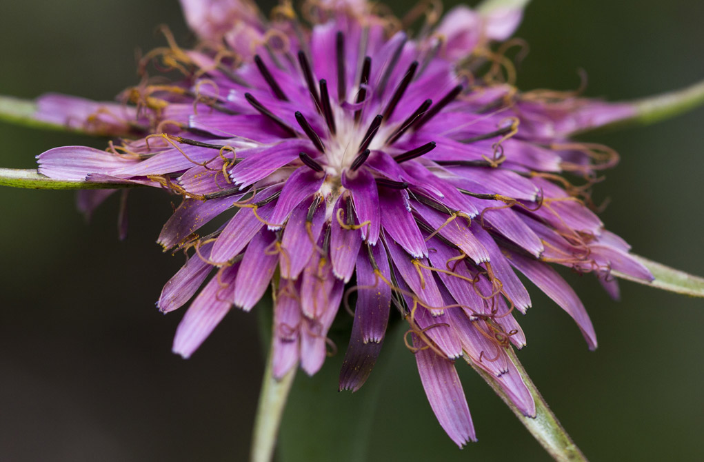 Image of Tragopogon australis specimen.