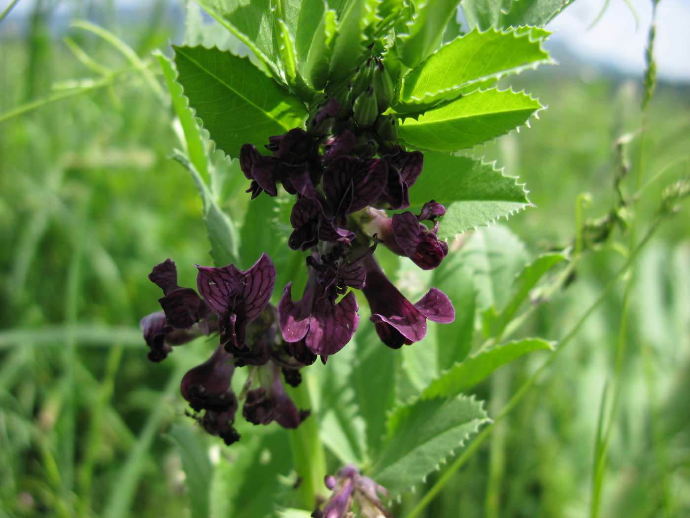 Image of Vicia serratifolia specimen.