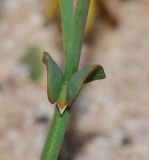 Launaea nudicaulis