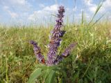 Salvia verticillata. Верхушка цветущего растения с кормящимися пестрянками. Краснодарский край, г. Новороссийск, с. Федотовка, склон горы Колдун. 31.05.2014.