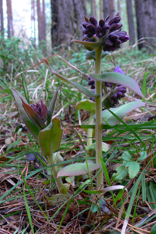 Image of Pulmonaria mollis specimen.