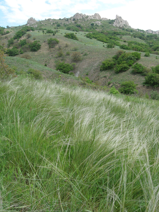 Изображение особи Stipa brauneri.