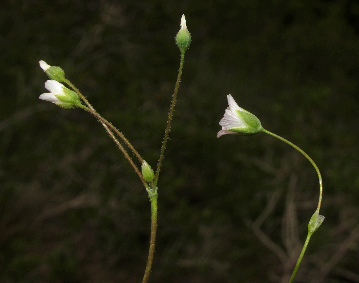 Image of genus Holosteum specimen.