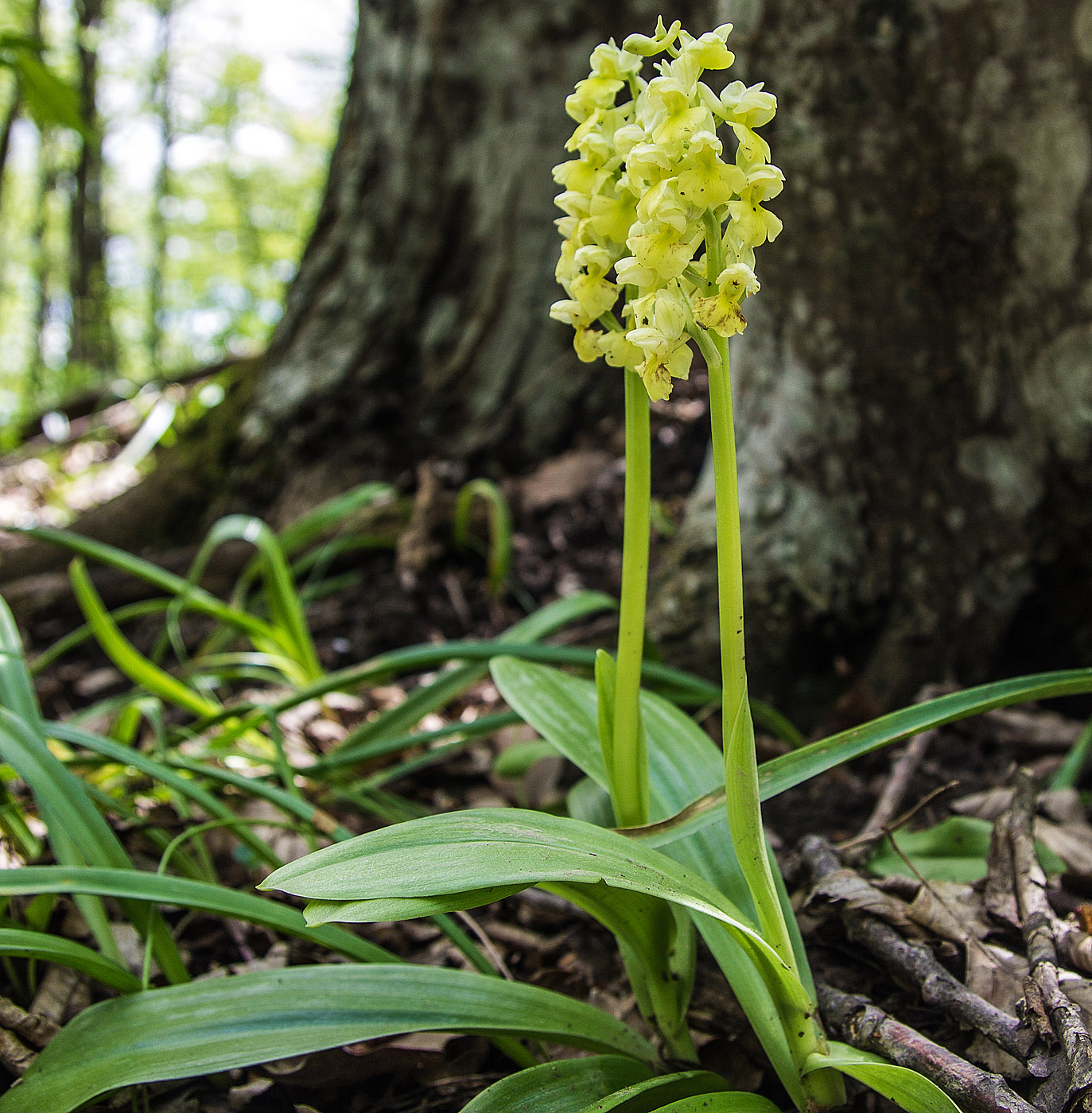 Изображение особи Orchis pallens.