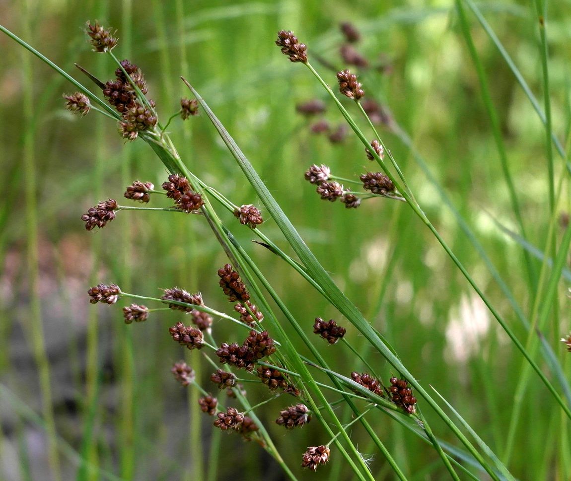 Image of Luzula multiflora specimen.