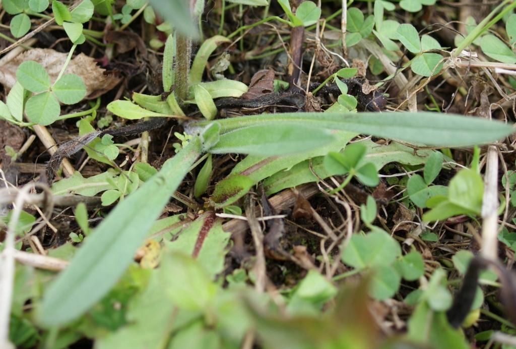 Image of Nonea rossica specimen.