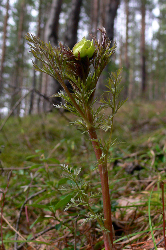 Image of Adonis apennina specimen.