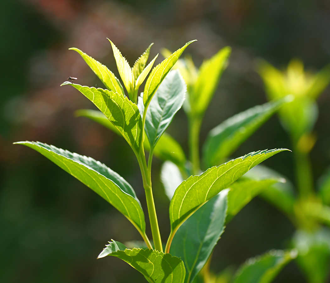 Изображение особи род Forsythia.