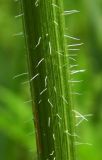 Daucus carota